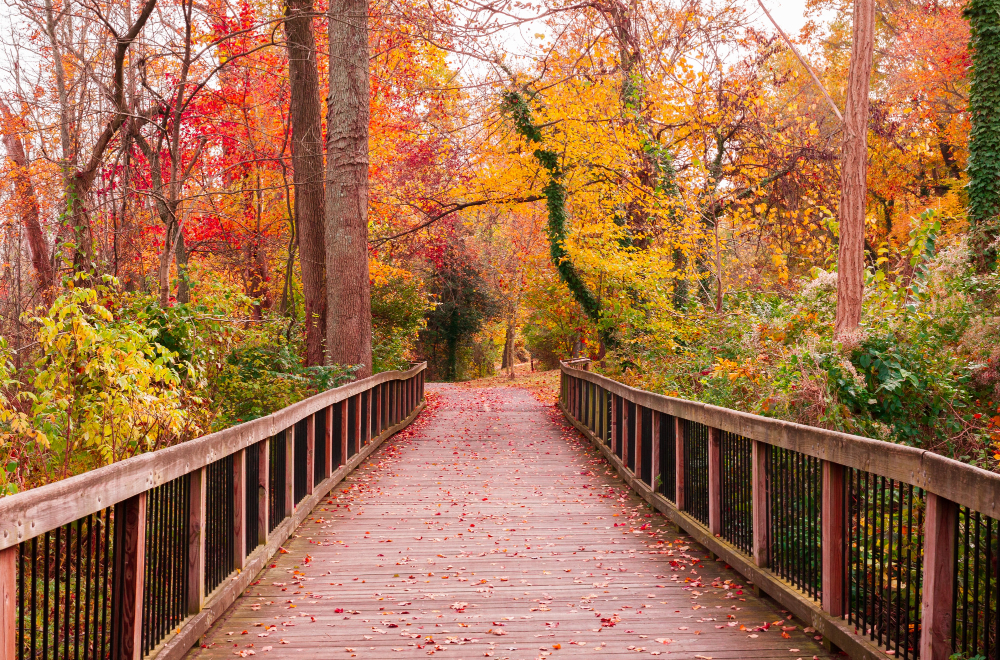 Hermoso camino de madera que recorre los impresionantes árboles coloridos en un bosque